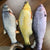 Electric Jumping Fish Simulation Toy for Cats