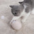 Interactive Wand Teaser Toy for Cats